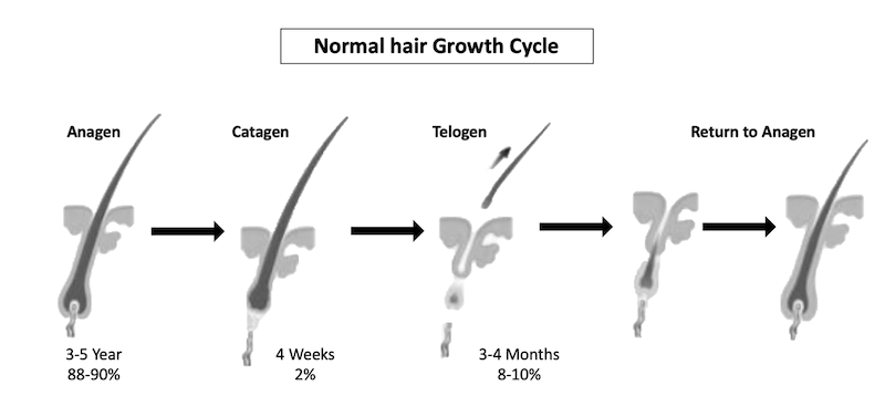 /web-assets/images/ingredients/hair_growth_cycle.png
